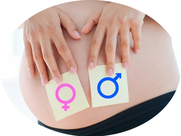 Chinese Baby Calendar and Gender Predictor